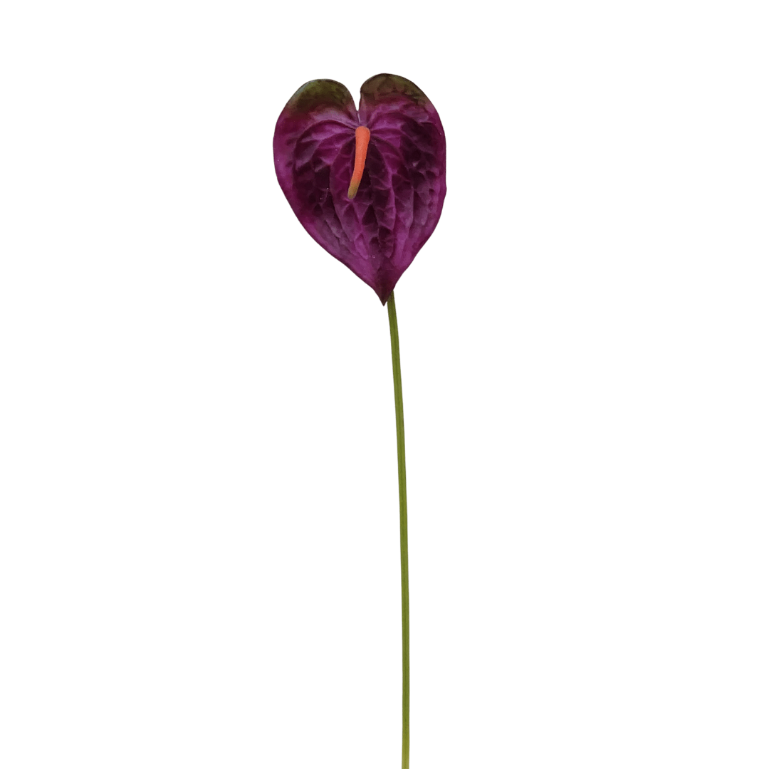 Real Touch Anthurium Stems — Bharat Wholesales