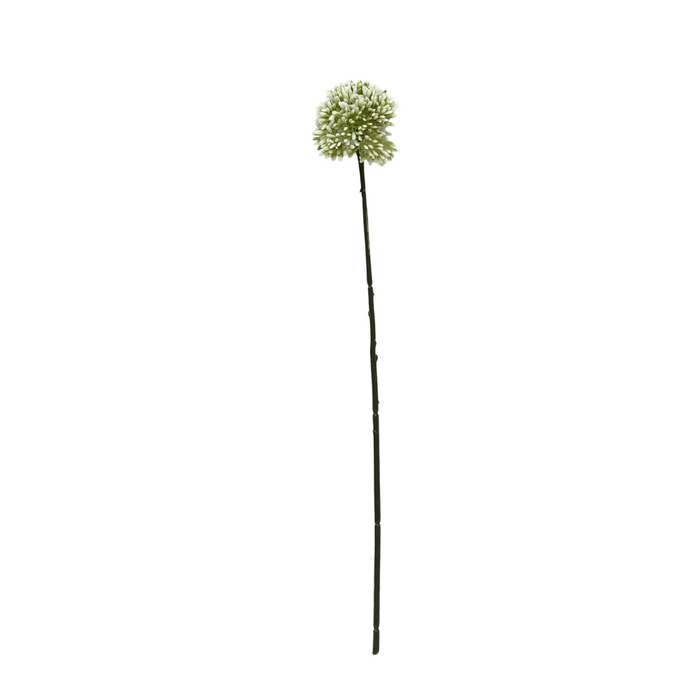 Allium Bulb Stems
