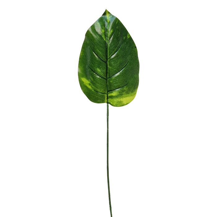 Money Plant Leaf