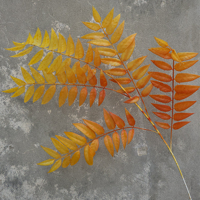 Colorful Neem Leaf Stems